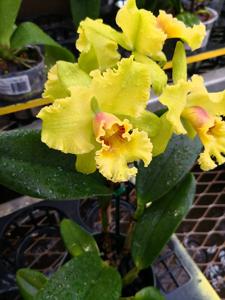 Rhyncholaeliocattleya Unconditional Love