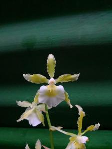 Oncidium Irish Mist