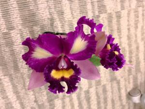 Rhyncholaeliocattleya Hsinying Mini Beauty