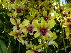 Dendrobium Singapore Changi Airport