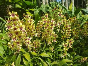 Dendrobium Singapore Changi Airport