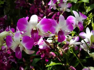 Dendrobium Hiang Beauty