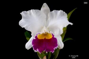 Cattleya Chyong Mil