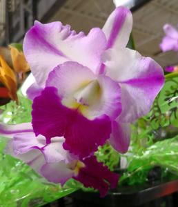 Rhyncholaeliocattleya Robert's Choice