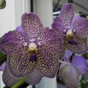 Vanda Trevor Rathbone