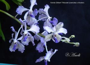 Vanda Gilbert Triboulet