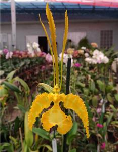 Psychopsis Kalihi