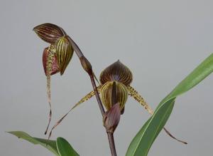 Paphiopedilum Wössner Black Wings