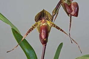 Paphiopedilum Wössner Black Wings