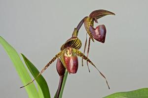 Paphiopedilum Wössner Black Wings