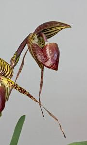 Paphiopedilum Wössner Black Wings