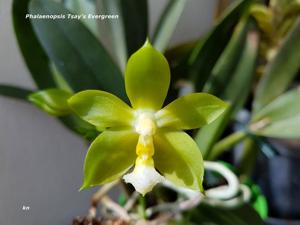 Phalaenopsis Tsay's Evergreen