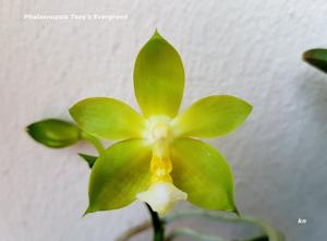 Phalaenopsis Tsay's Evergreen