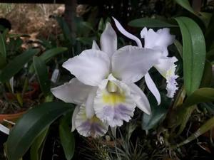 Cattleya Hint O'Blue