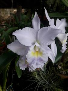 Cattleya Hint O'Blue