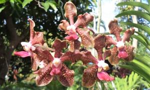 Papilionanda Tommy Ljunggren