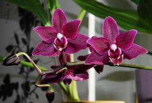 Phalaenopsis Black Palace