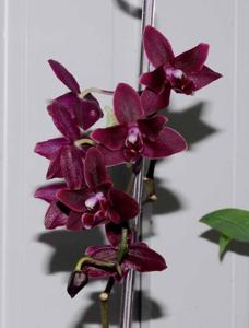 Phalaenopsis Black Palace