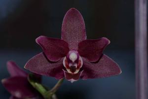 Phalaenopsis Black Palace