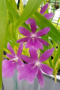 Miltonia Guanabara