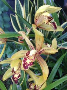 Cymbidium Chen's Ruby