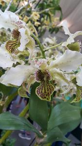 Dendrobium Spider Lily