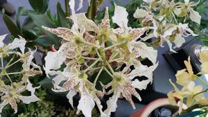 Dendrobium Spider Lily