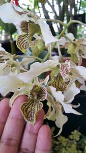 Dendrobium Spider Lily