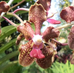 Papilionanda Tommy Ljunggren
