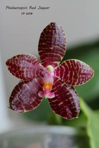 Phalaenopsis Red Jaguar