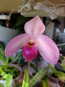 Paphiopedilum Ho Chi Minh