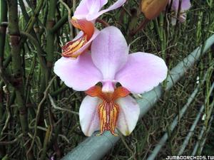 Papilionanthe Mandai Gardens