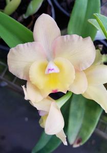 Cattleya Lana Coryell