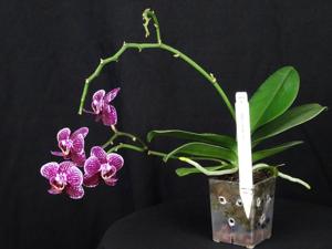 Phalaenopsis Lianher Happy Go