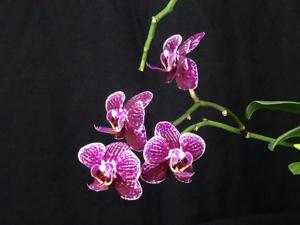 Phalaenopsis Lianher Happy Go