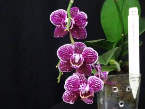 Phalaenopsis Lianher Happy Go