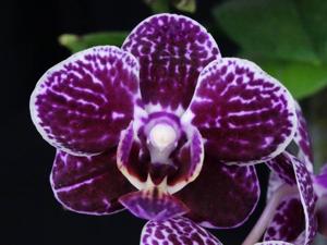 Phalaenopsis Lianher Happy Go