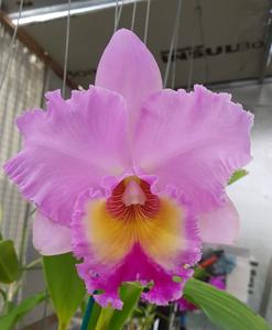 Rhyncholaeliocattleya Burdekin Wonder