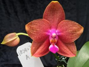 Phalaenopsis Pylo's Slurpee