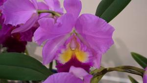 Rhyncholaeliocattleya Next Century