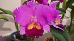 Rhyncholaeliocattleya Twenty First Century