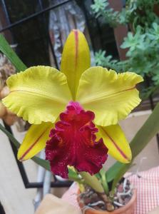 Rhyncholaeliocattleya Toshie Aoki