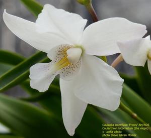 Caulaelia Snowflake