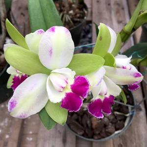 Rhyncholaeliocattleya Yen Corona