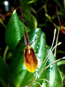 Restrepia Bouvet