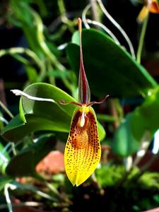 Restrepia Bouvet