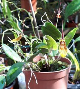 Restrepia Bouvet