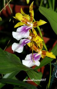 Miltonia Goodale Moir