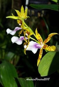 Miltonia Goodale Moir