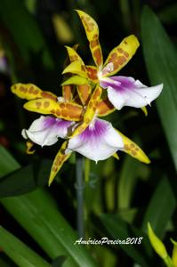 Miltonia Goodale Moir